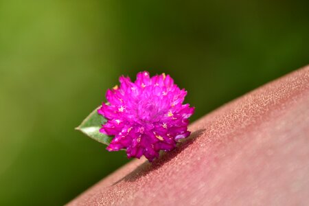 Purple wild purple flower