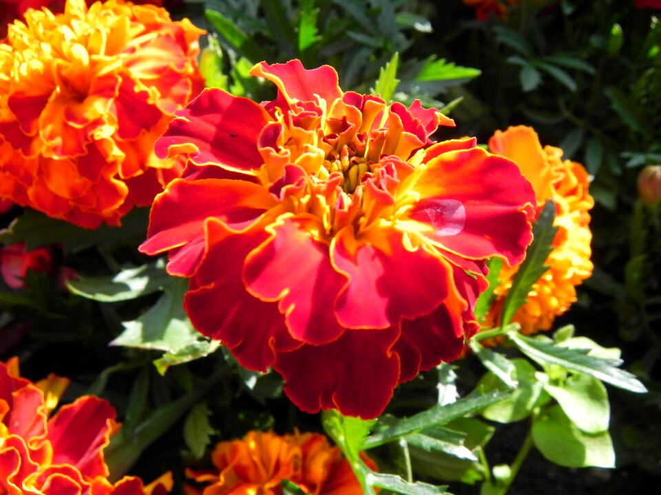 Bloom flower wild flower