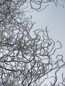 Snow winter tree photo