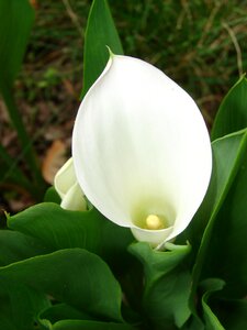 Bloom floral nature photo