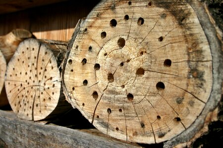 Bee hotel insect nature photo