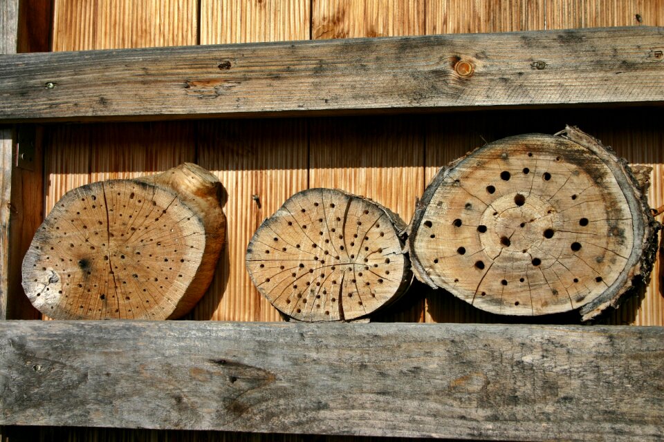 Bee hotel insect nature
