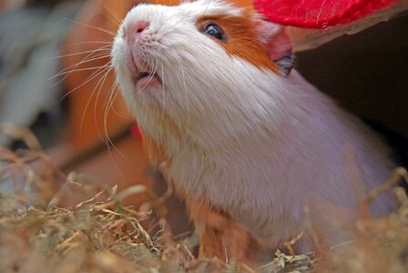 Cuy pet animal