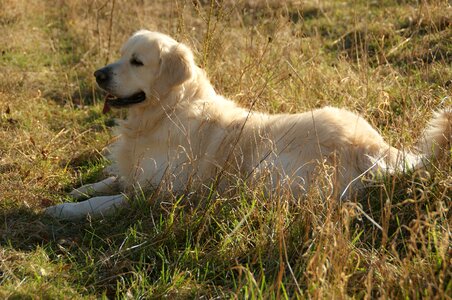 Animal fur dogs