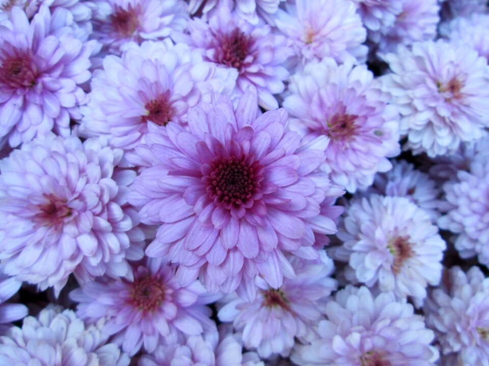 Cluster purple white
