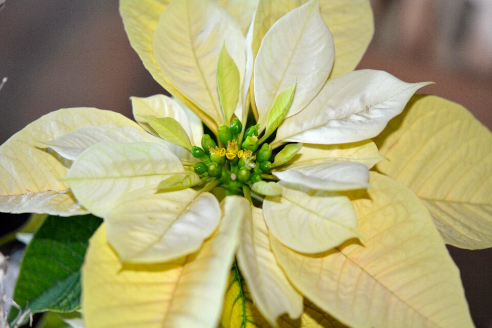 Poinsettia yellow flower