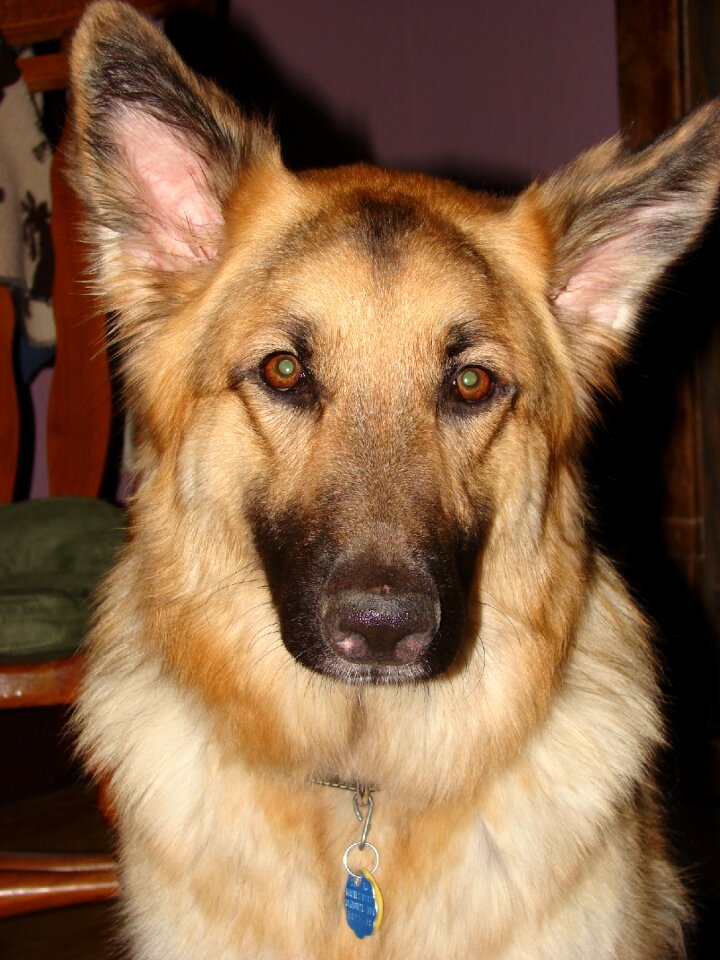Animal canine breed