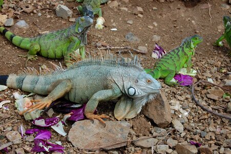 Wildlife pet tropical