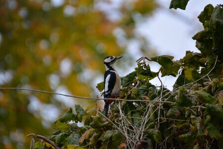 Animal colorful nature photo