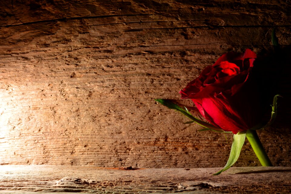Blossom bloom red rose
