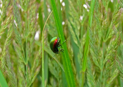 Beetle insect nature