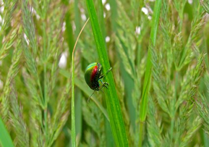 Beetle insect nature photo