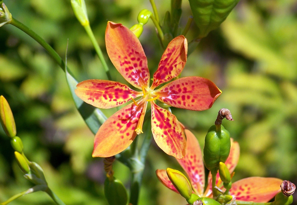 Flowers petals dots