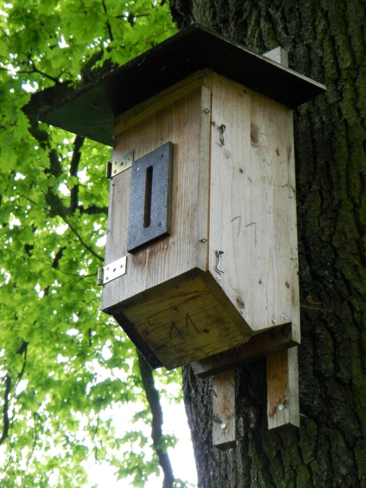 Bird feeder tree nesting place