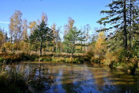 Forest nature landscape photo