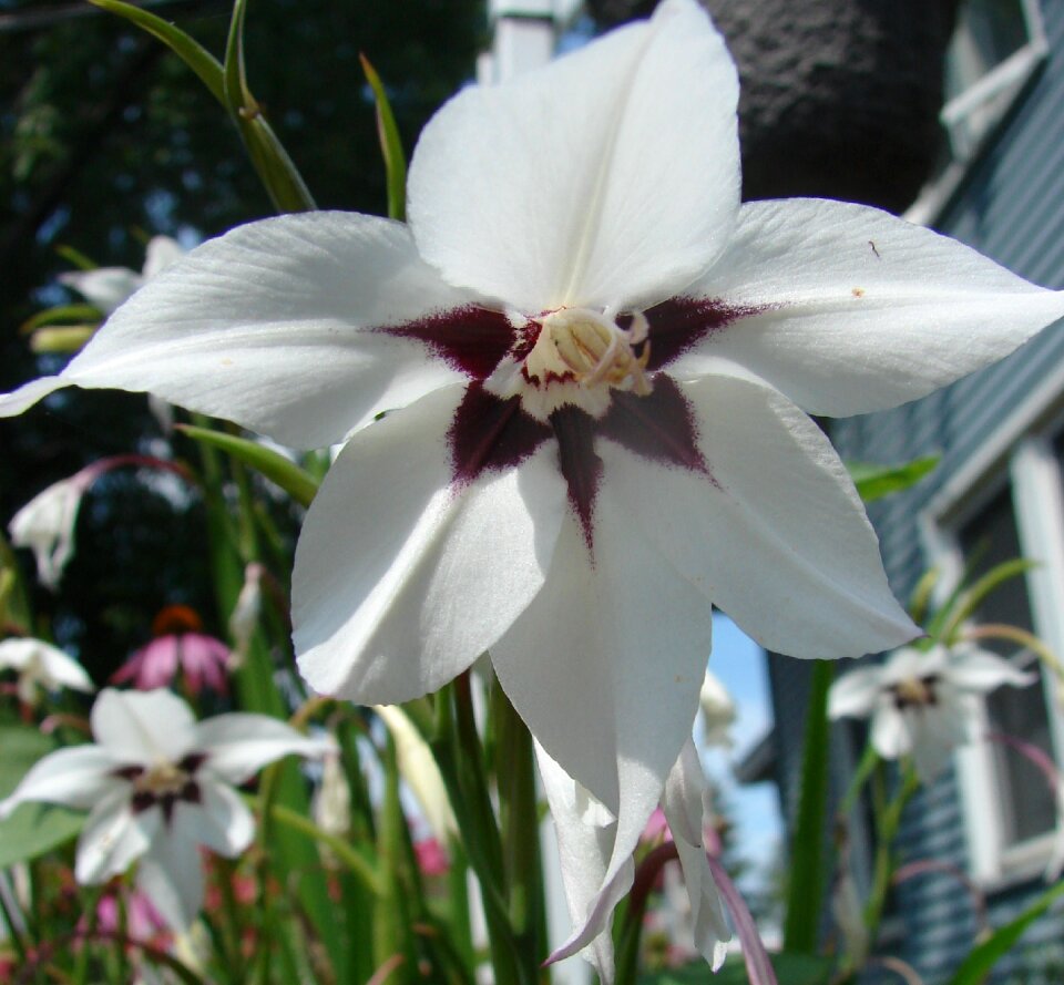 Bloom sword lily gladiolus