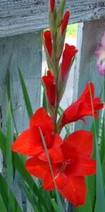 Nature petal plant
