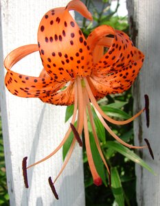 Orange garden plant