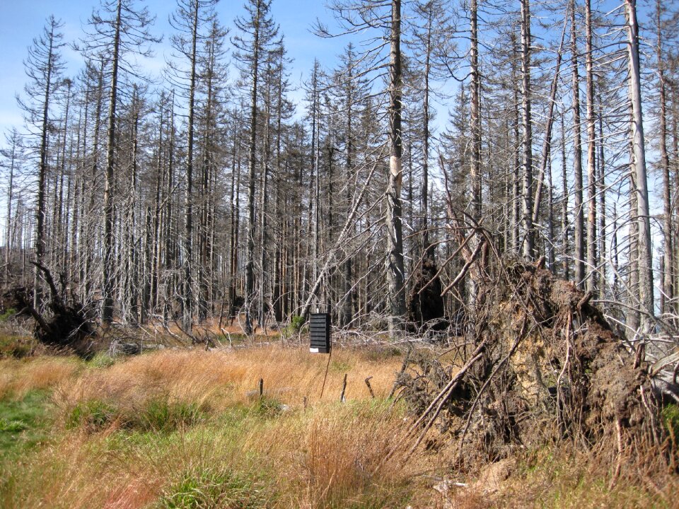 Acid rain forest grove