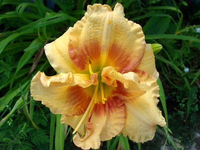 Flower garden blossom