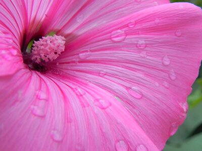 Blossom bloom flower photo