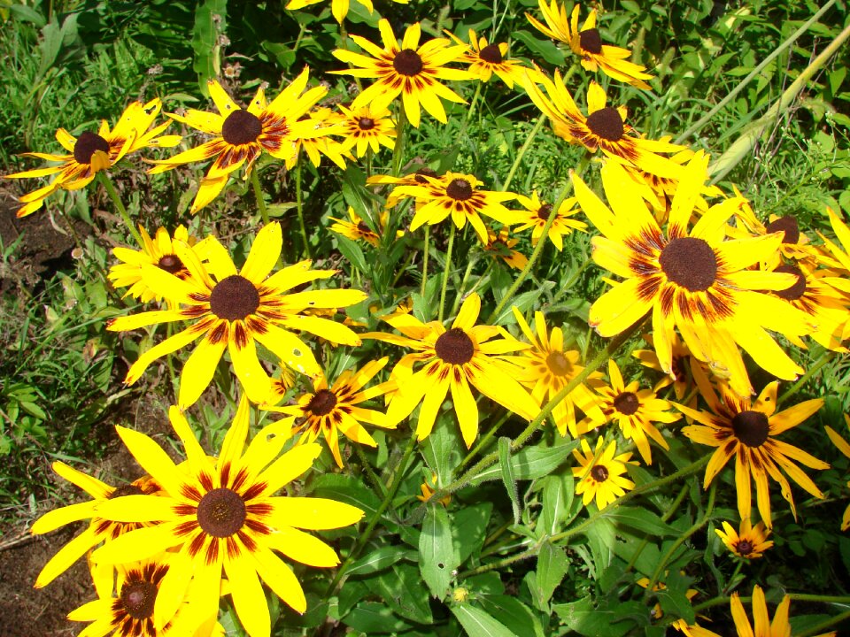 Yellow susan blossom