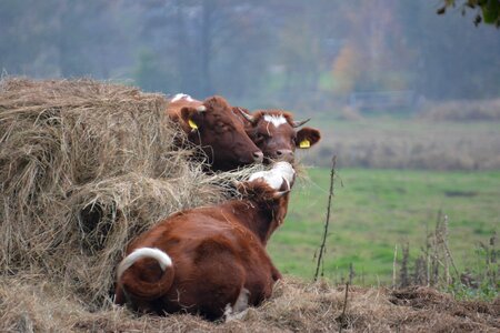 Pasture ruminant brown