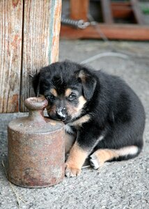 Sweet dog puppy pet
