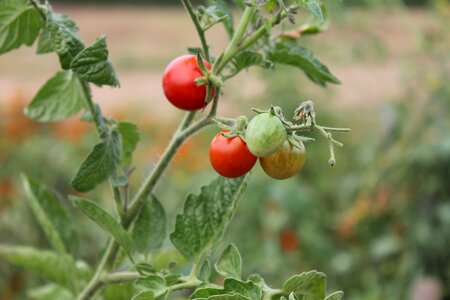 Groceries grow garden