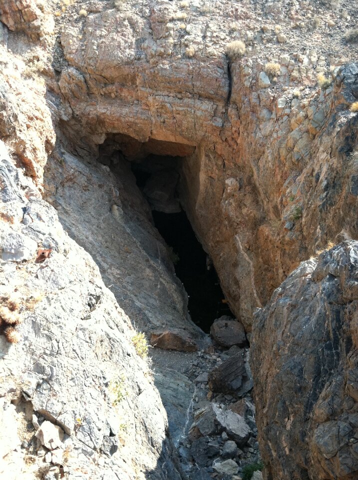 Endangered fish devil's hole pupfish pupfish