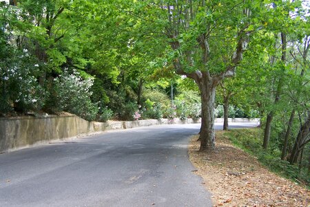 Road avenue trees photo