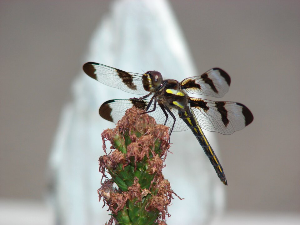 Nature bug wildlife