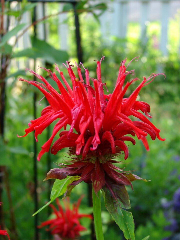 Monarda balm flower