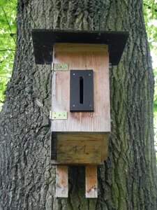 Bird feeder tree nesting place photo