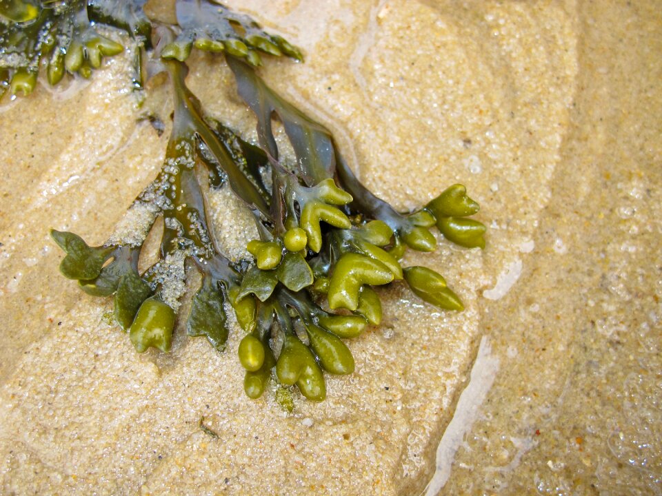 Beach sand north sea