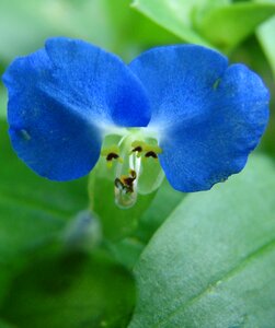 Dayflower flower blossom photo