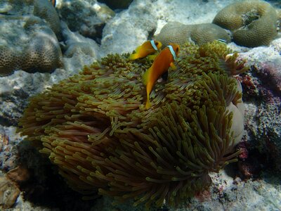 Sea anemone photo