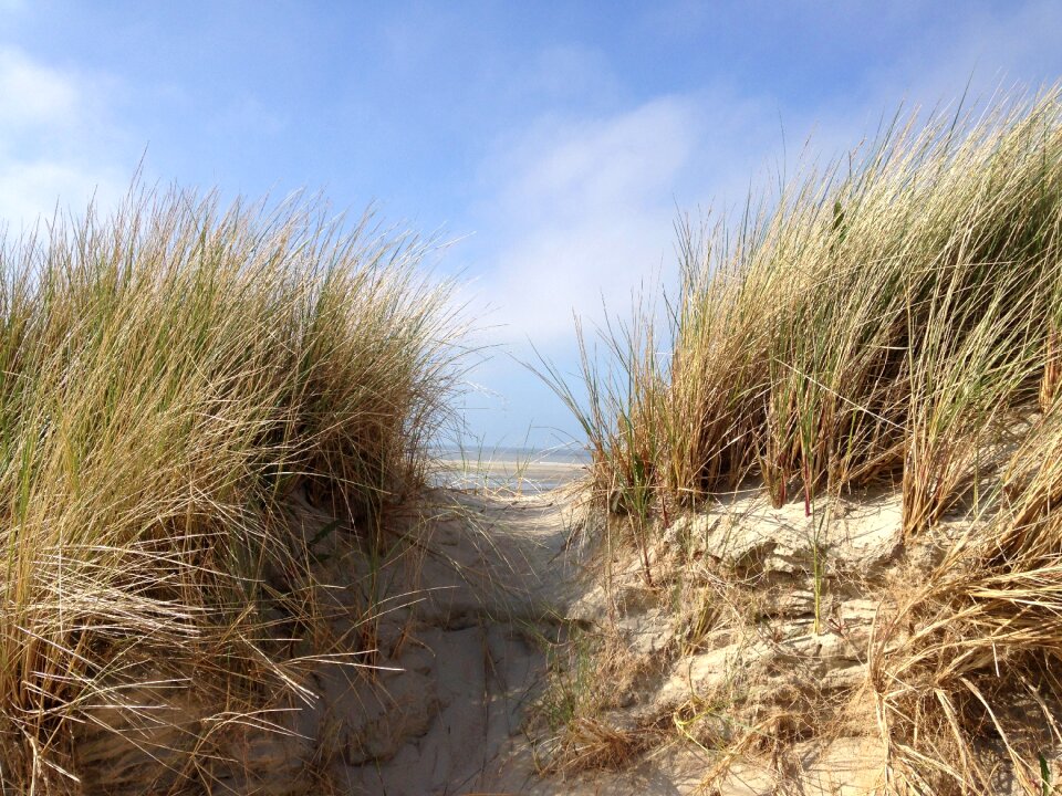 Beach landscape grasses
