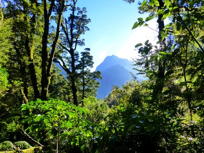 Green nature new zealand