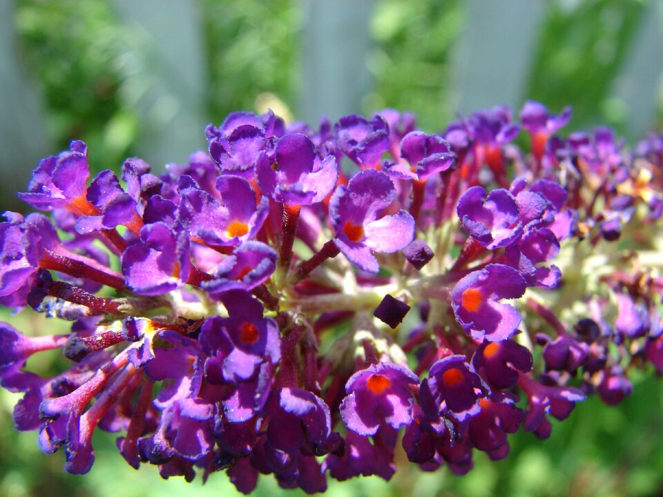 Bloom flower nature
