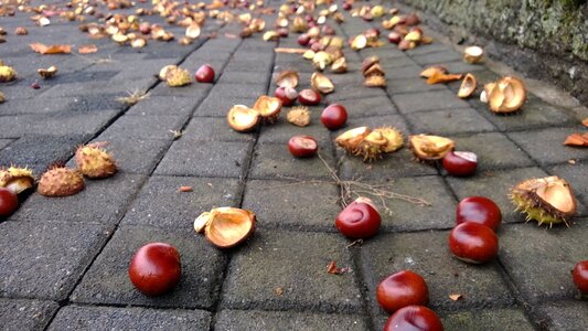Autumn brown seeds