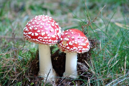 Forest mushrooms fly agaric photo