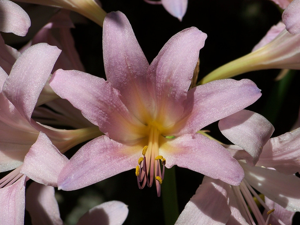 Pink summer flowers