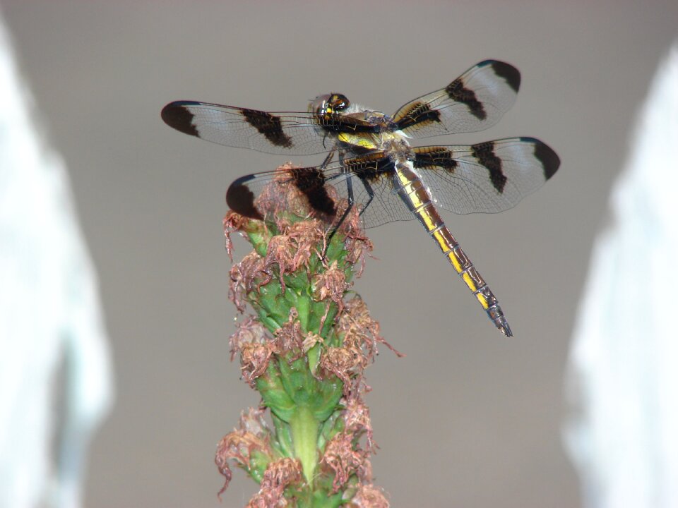 Nature bug wildlife