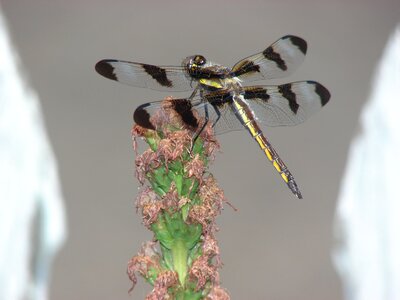 Nature bug wildlife photo