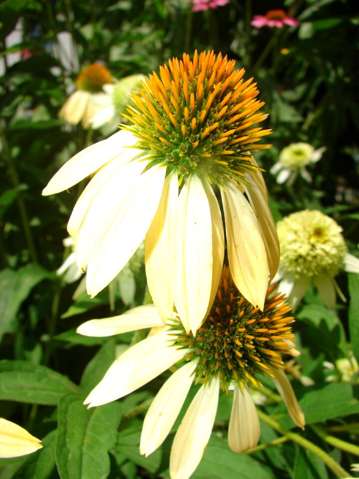 Flower plant white