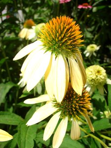 Flower plant white
