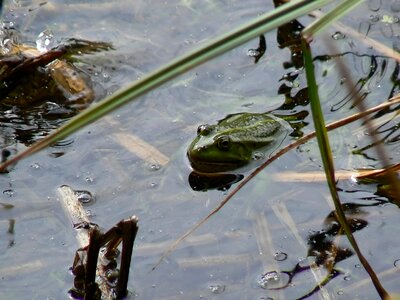 Lutry lake the frog
