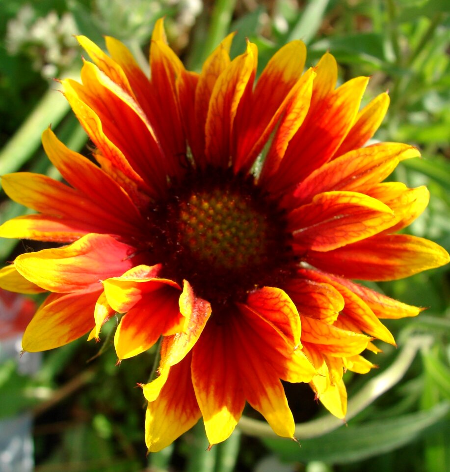 Plant floral blossom