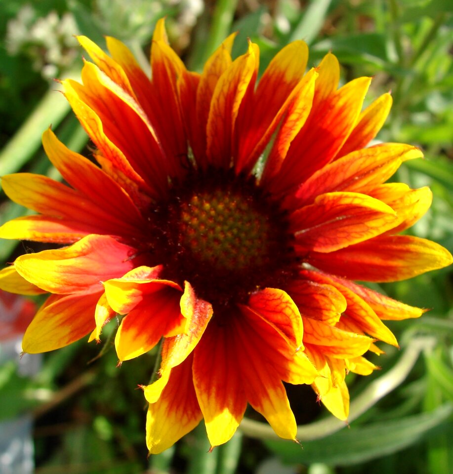 Plant floral blossom photo